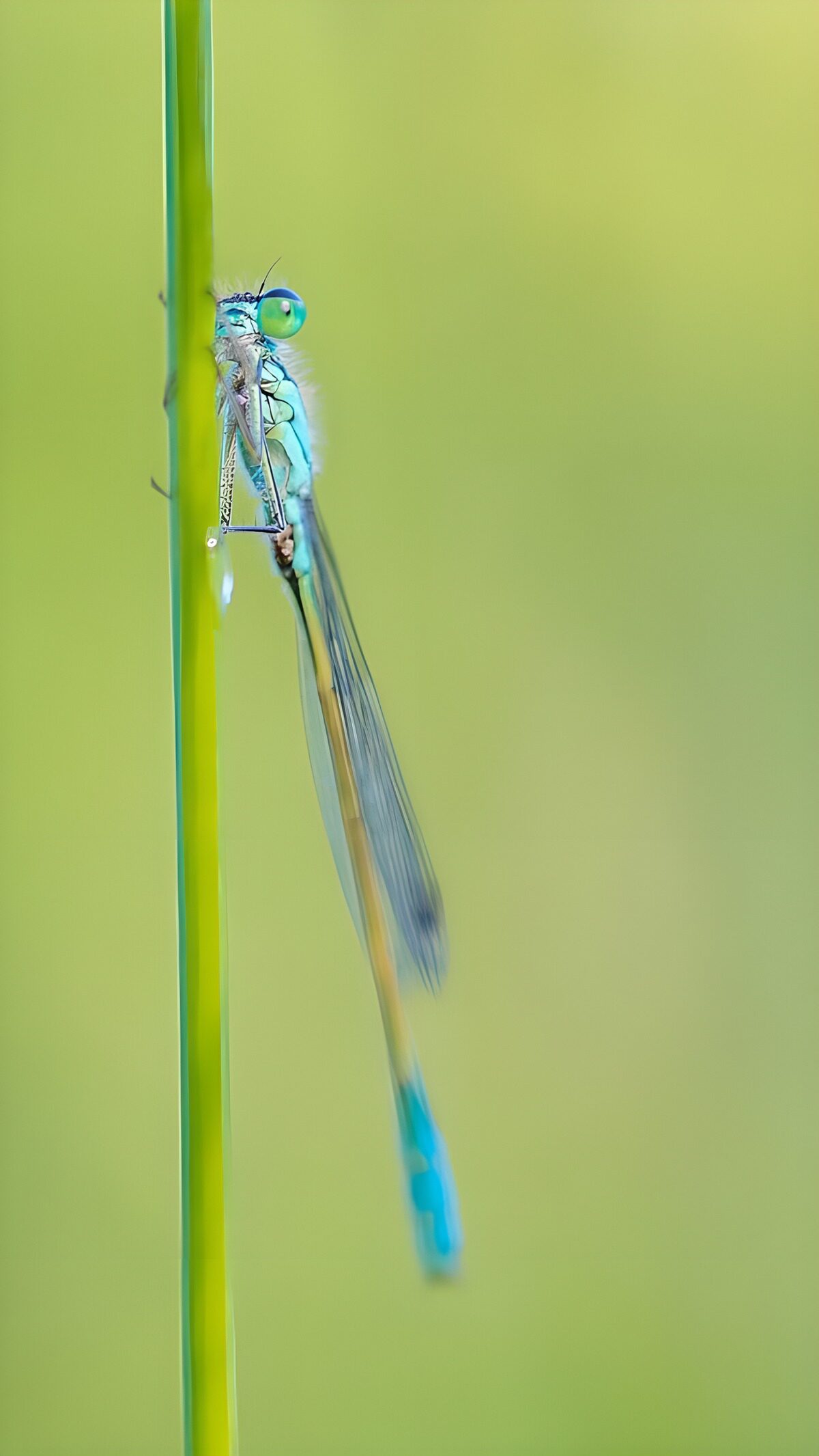 Libelle de groene glazenmaker  aan tak
