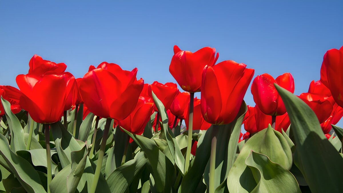 Stralende rode tulpen onder de blauwe lucht