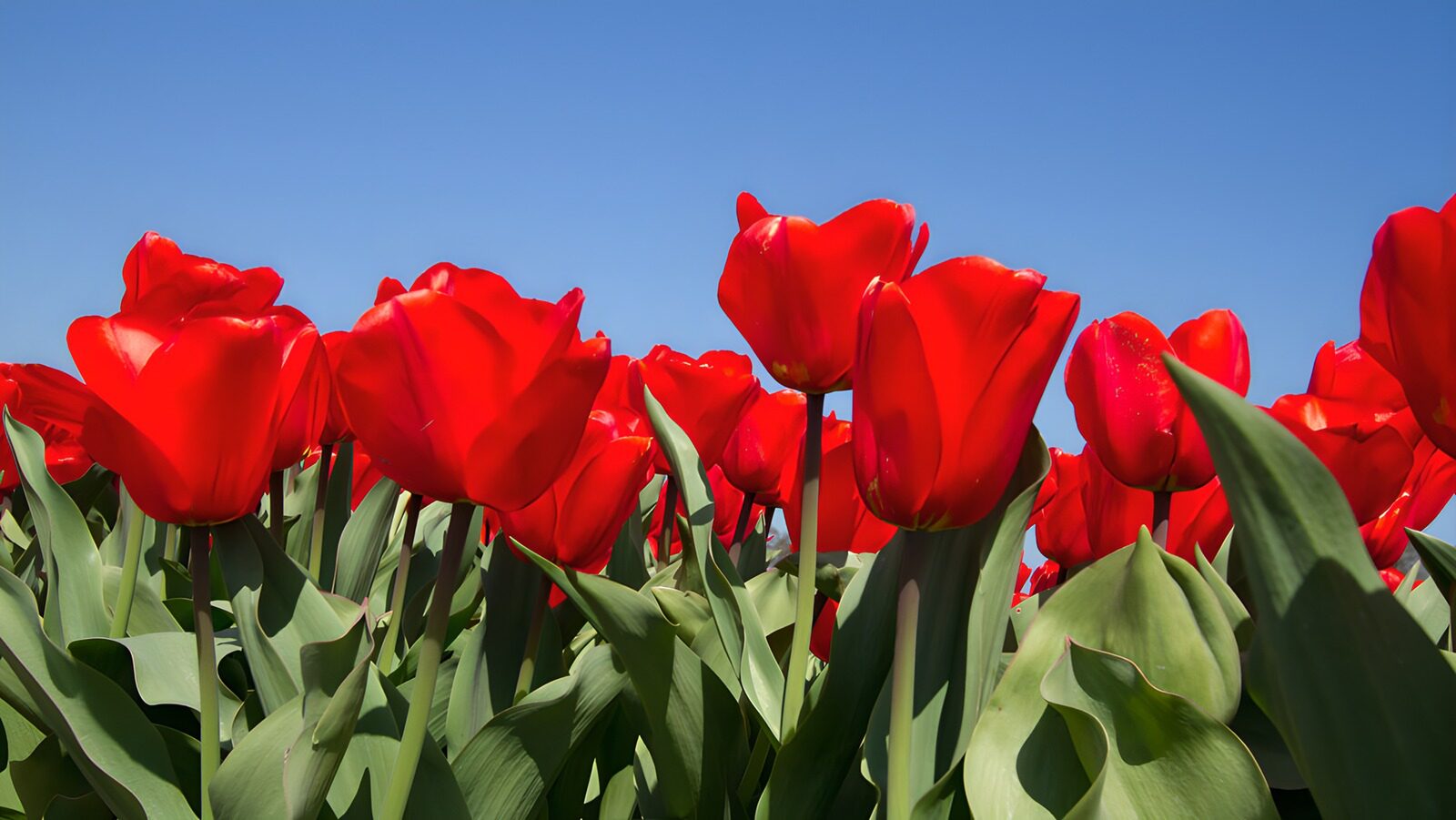 TP16275: Stralende rode tulpen onder de blauwe lucht