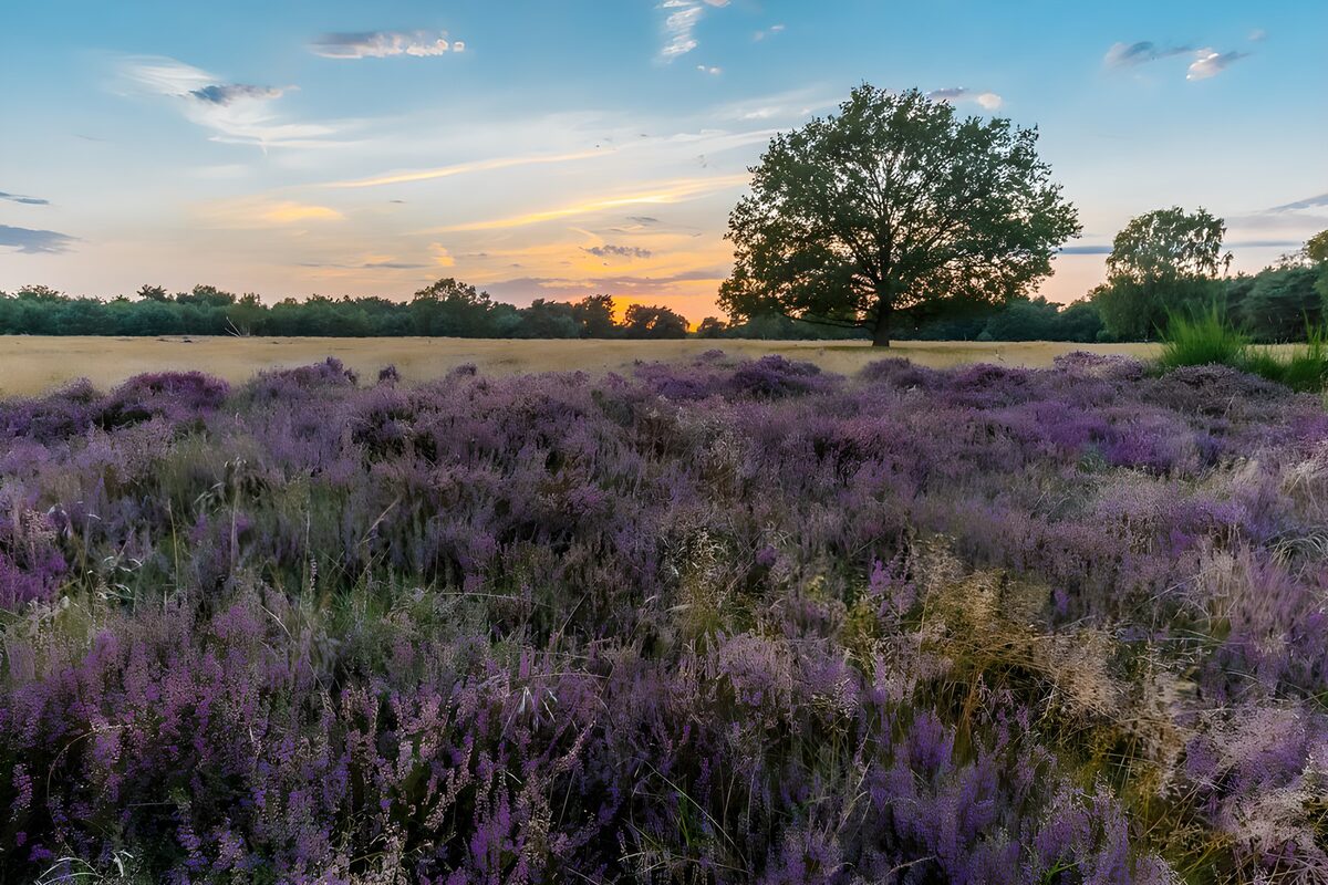 TP60224: Prachtige heide bij zonsondergang