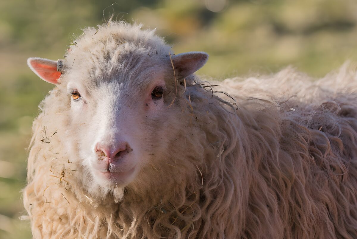 Vriendelijk schaap in het veld
