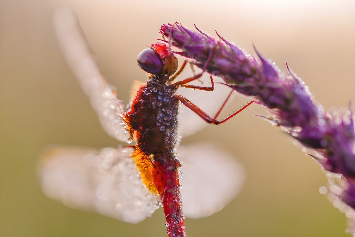 Rode libelle soort Pterygota