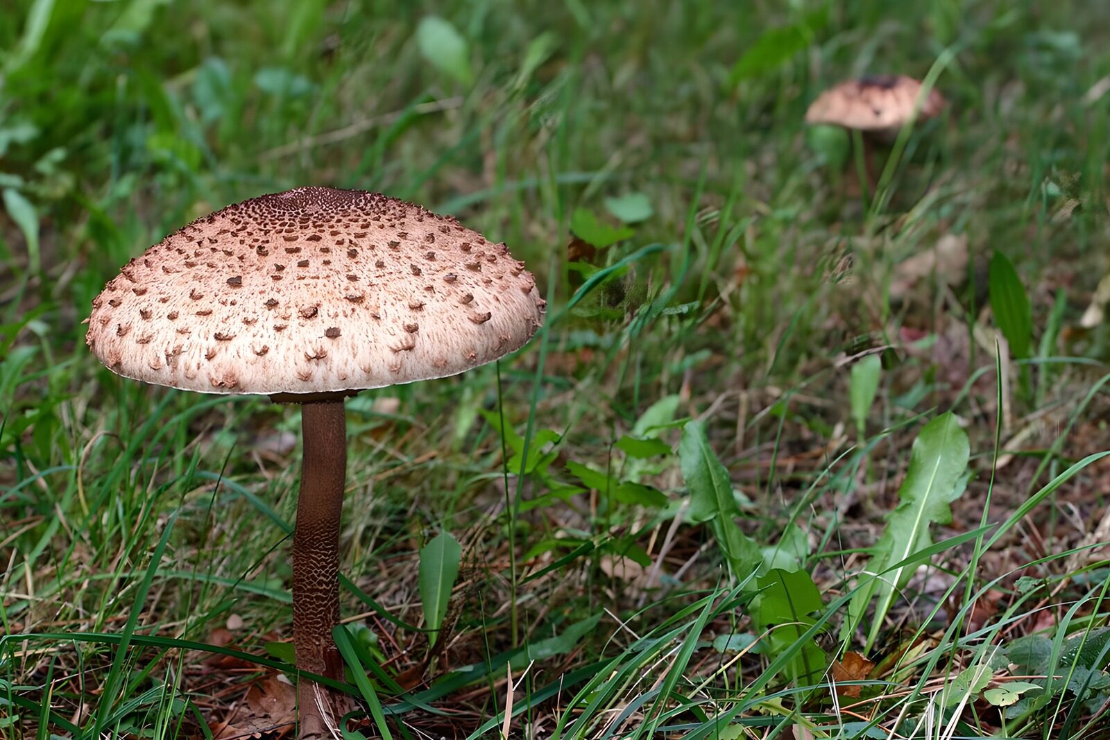 TP52759: Prachtige paddenstoel in het gras