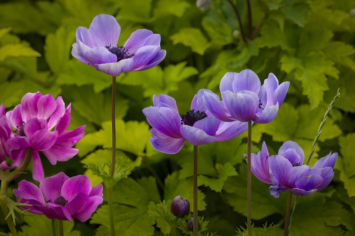 Paars-roze anemonen in het groen