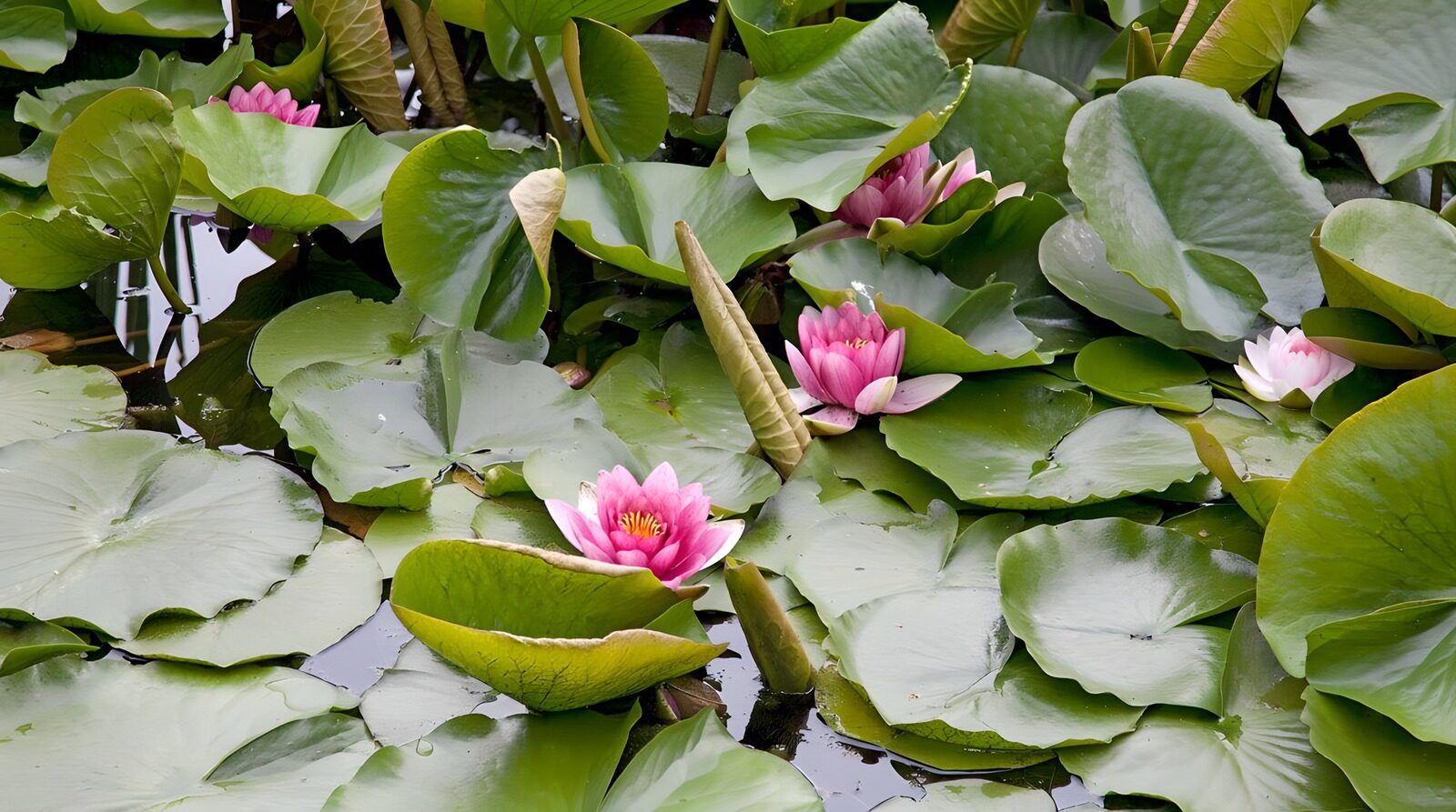 TP32486: Vijver met roze waterleleis
