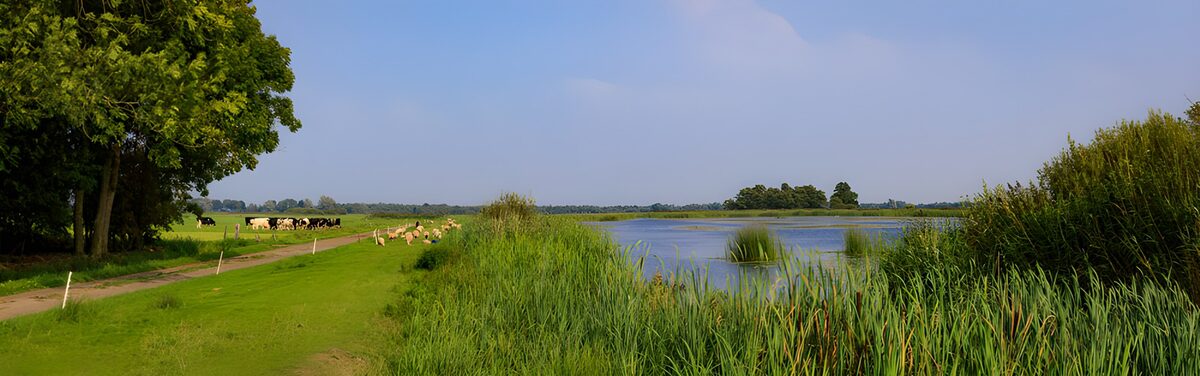 TP41539: Rustiek landschap met water en vee