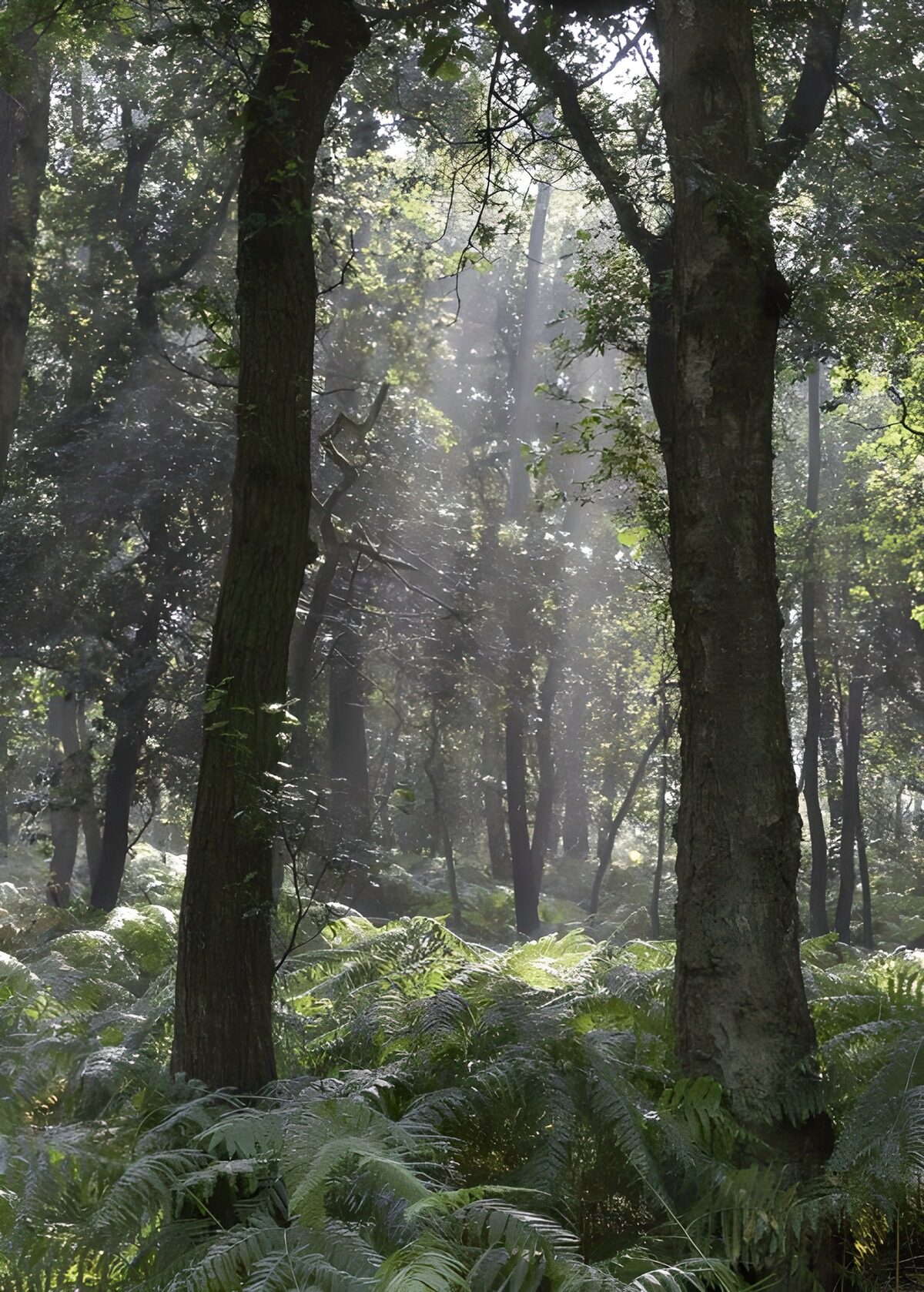 TP72629: Varens in het bos