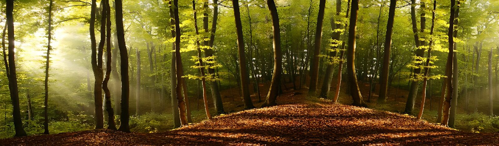 TP11328: Betoverend bos met herfstkleuren