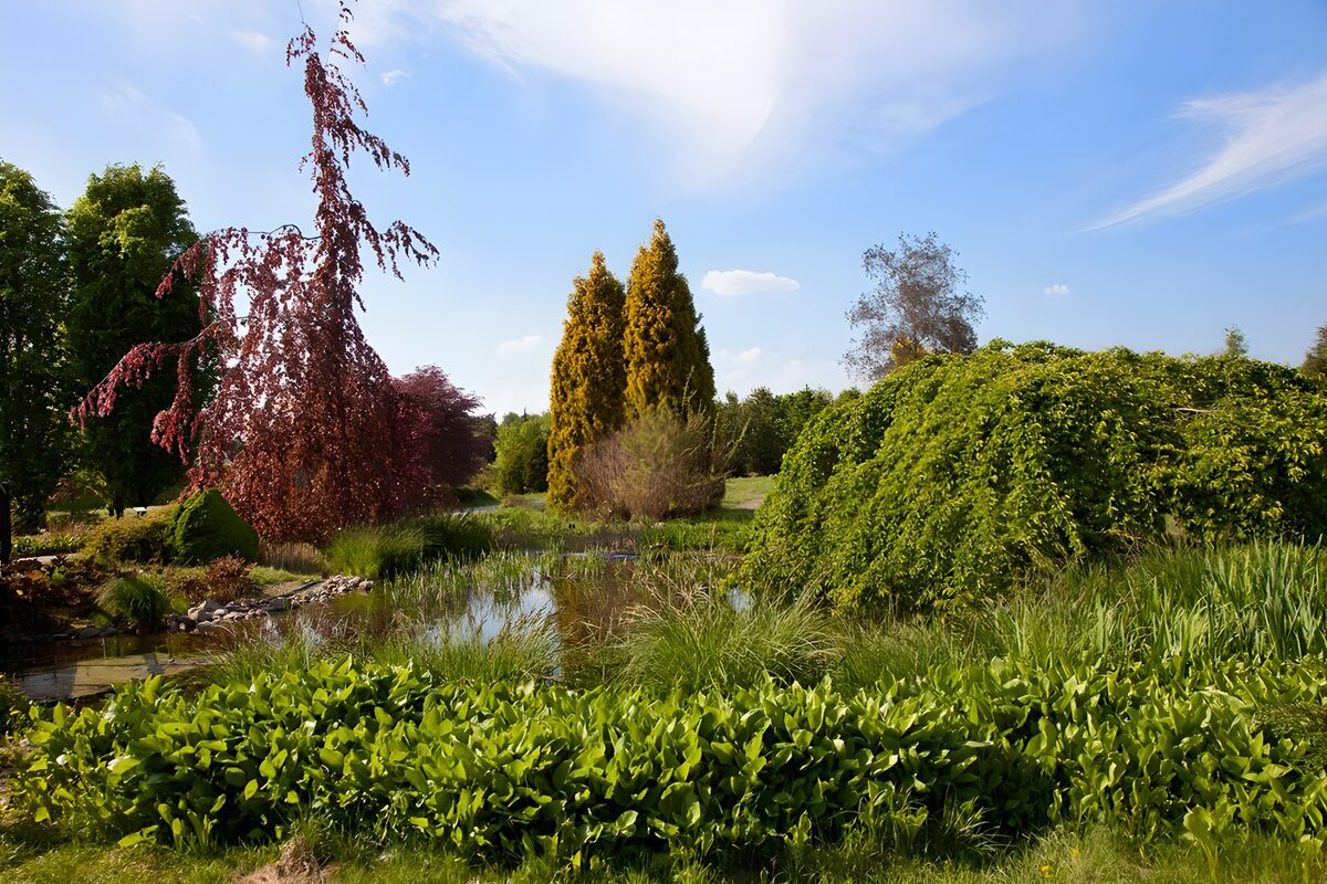 Rustige tuin met waterpartij en bomen