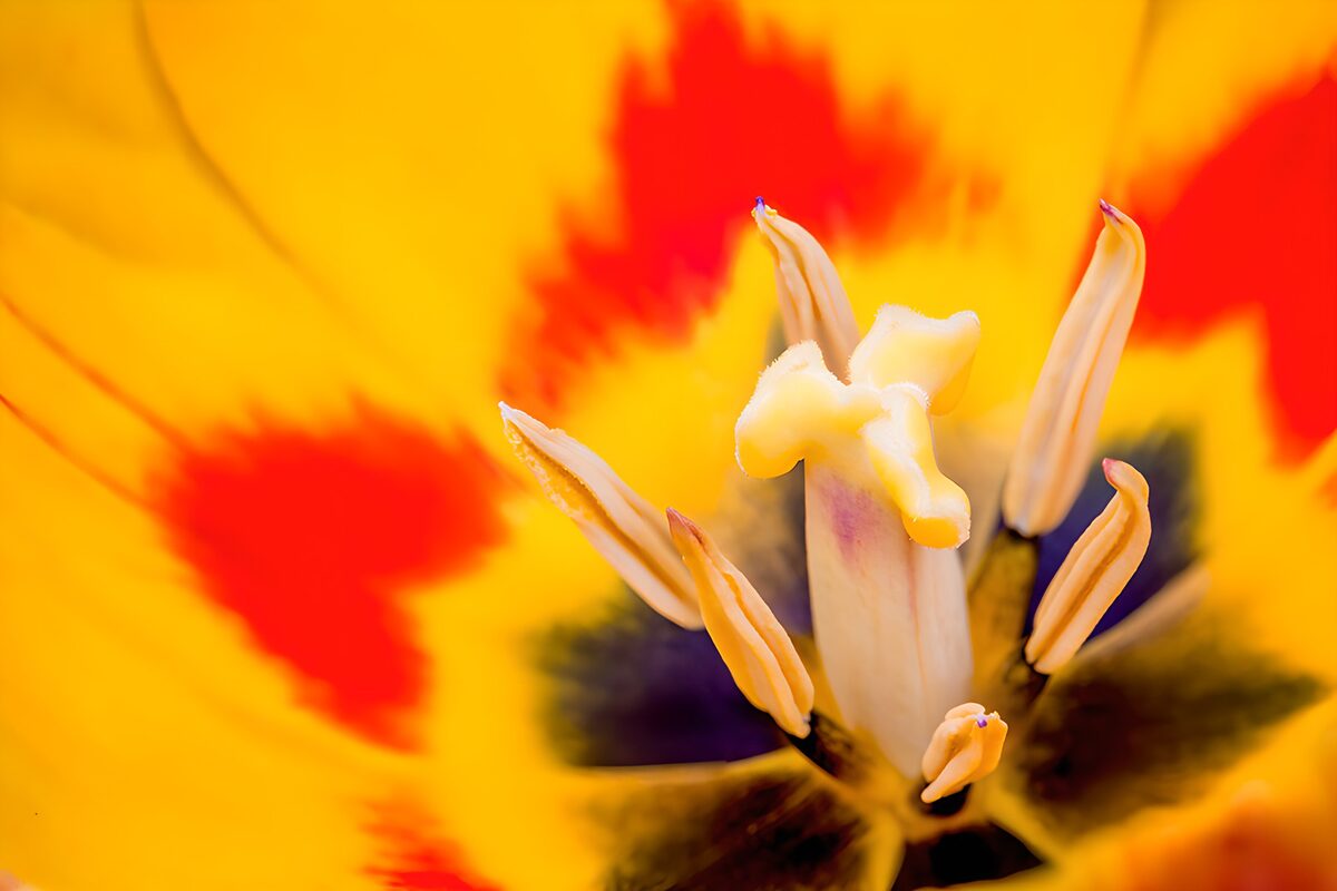 Kleurrijke tulp van dichtbij