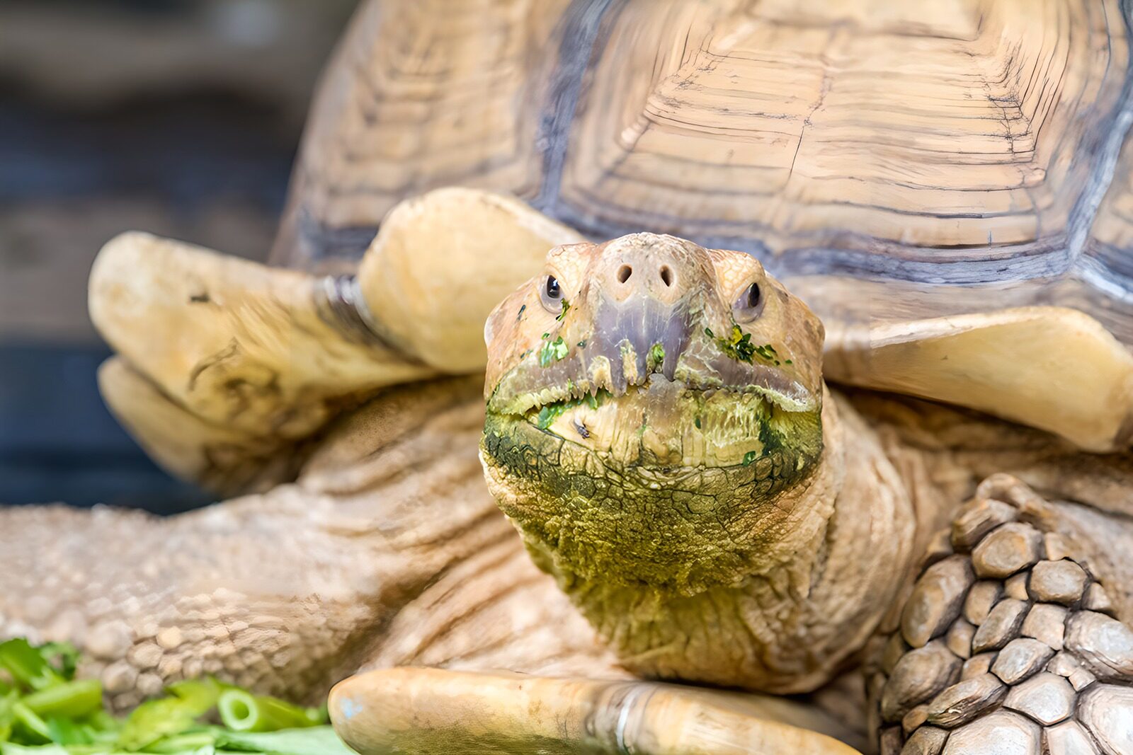 TP35690: Schildpad met groenigheid