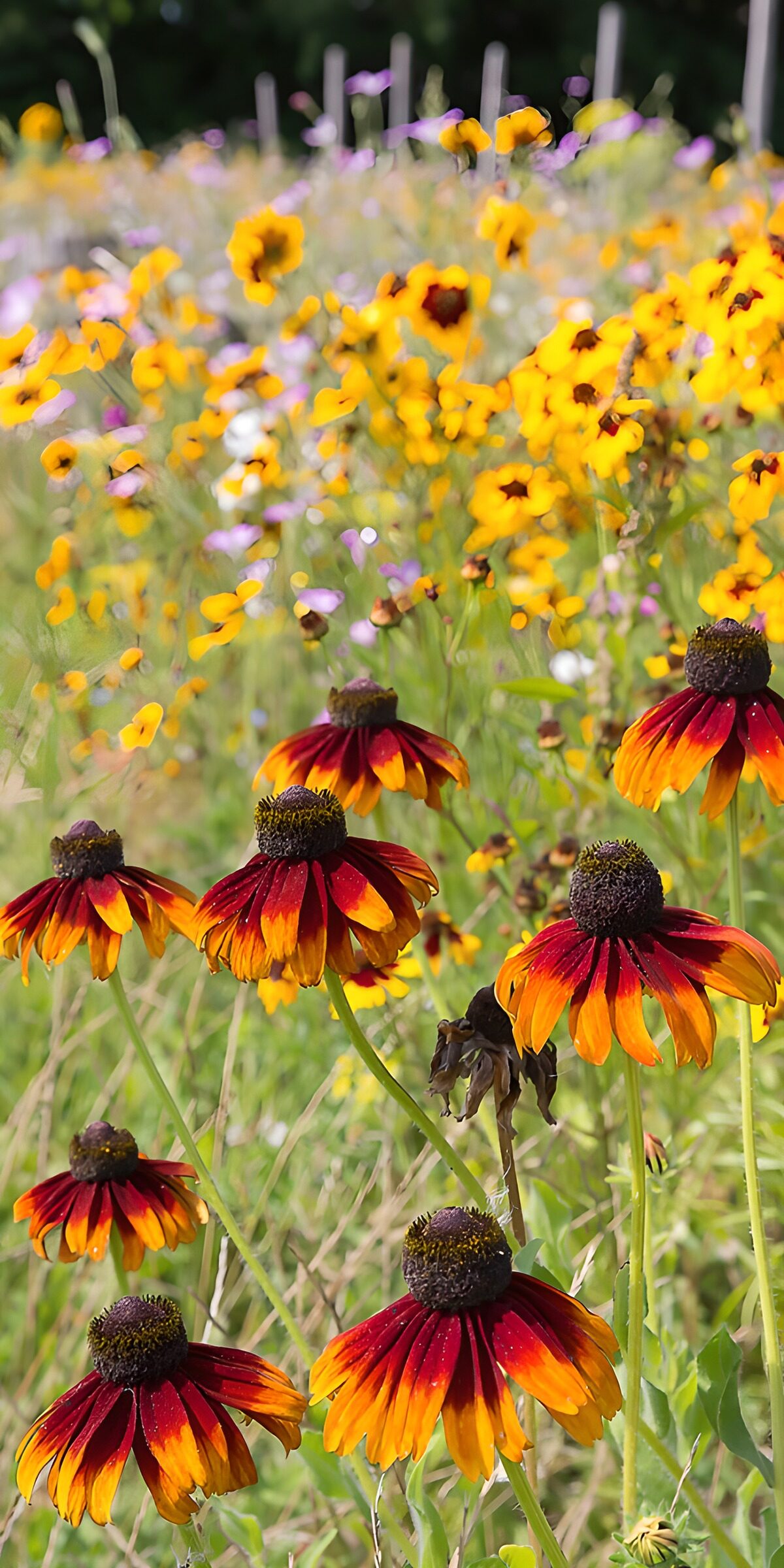 Kleurrijke bloemen in de natuur