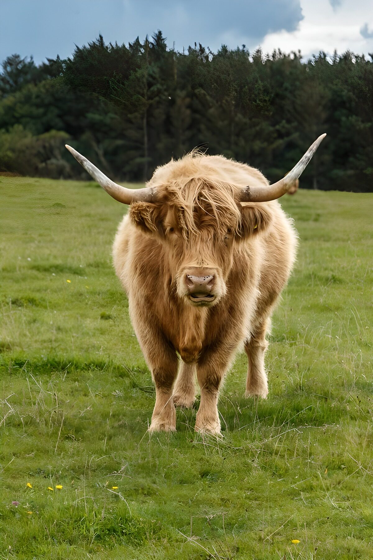 Schotse Hooglander in weide