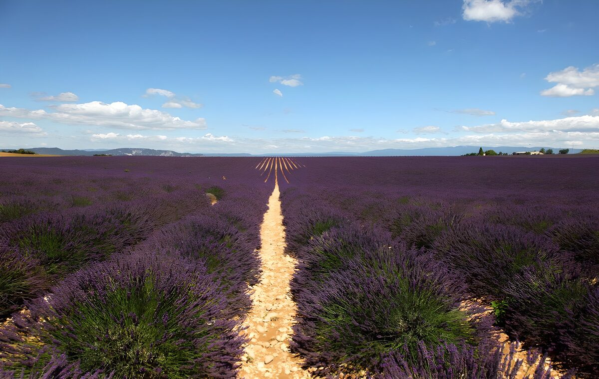 Prachtig lavendelveld in volle bloei