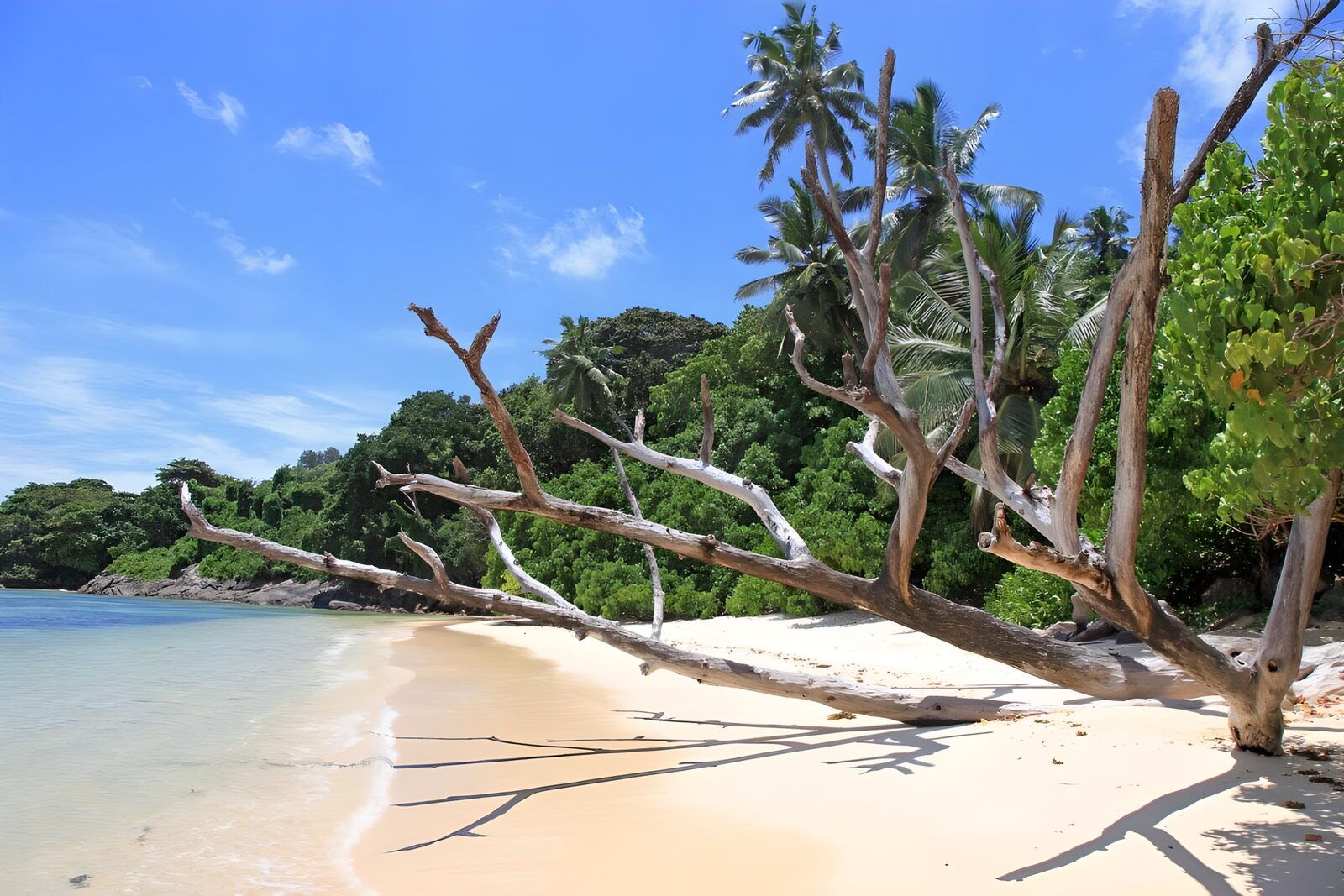 TP63327: Prachtig strand met een dode boom