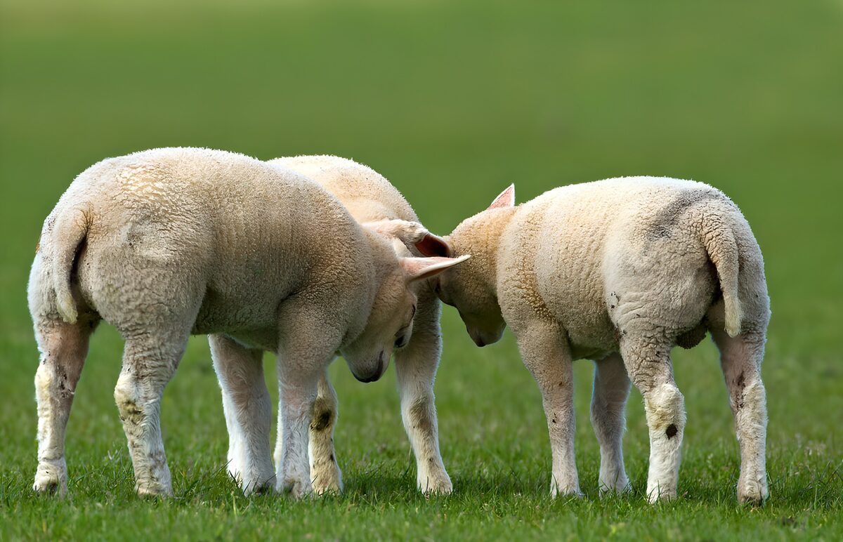 Lammetjes op het groen