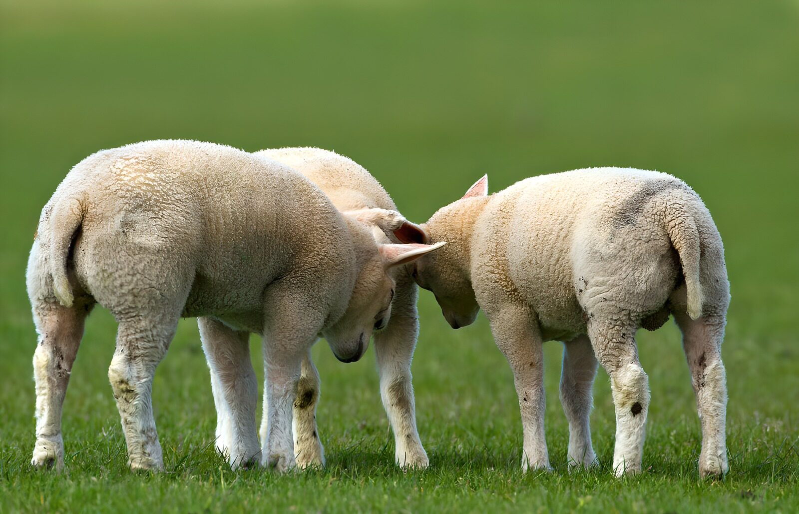 TP94239: Lammetjes op het groen