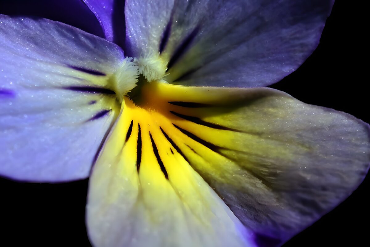 Blauw paars viooltje