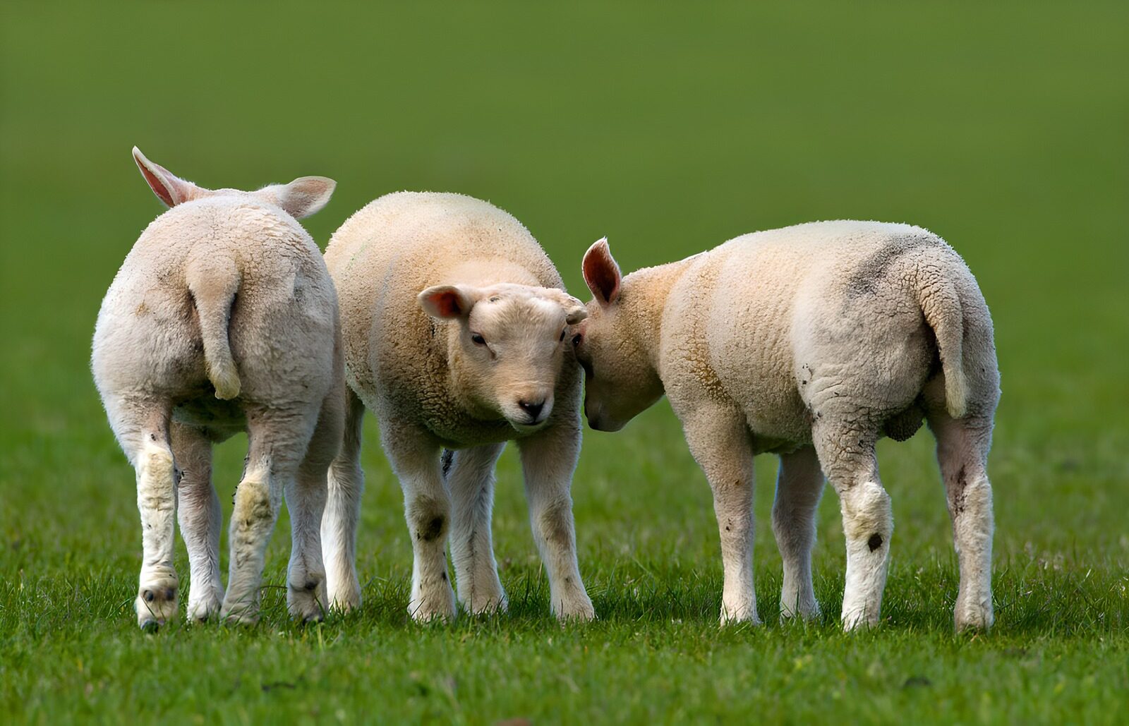 TP37650: Schattige lammetjes in een groene weide