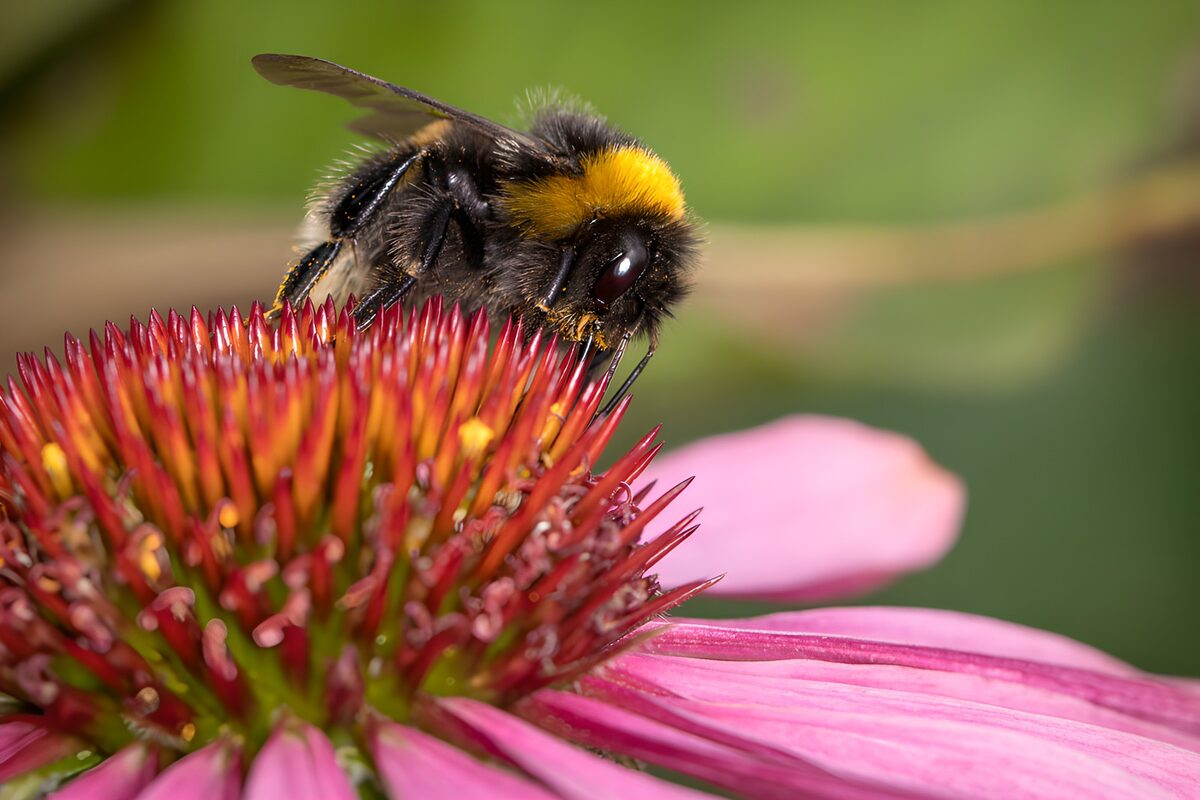 Bij op een kleurrijke bloem