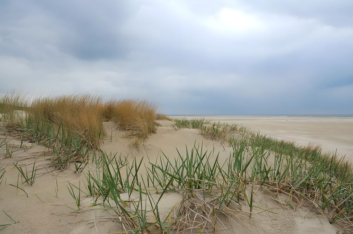 Duin begroeid met grashalm