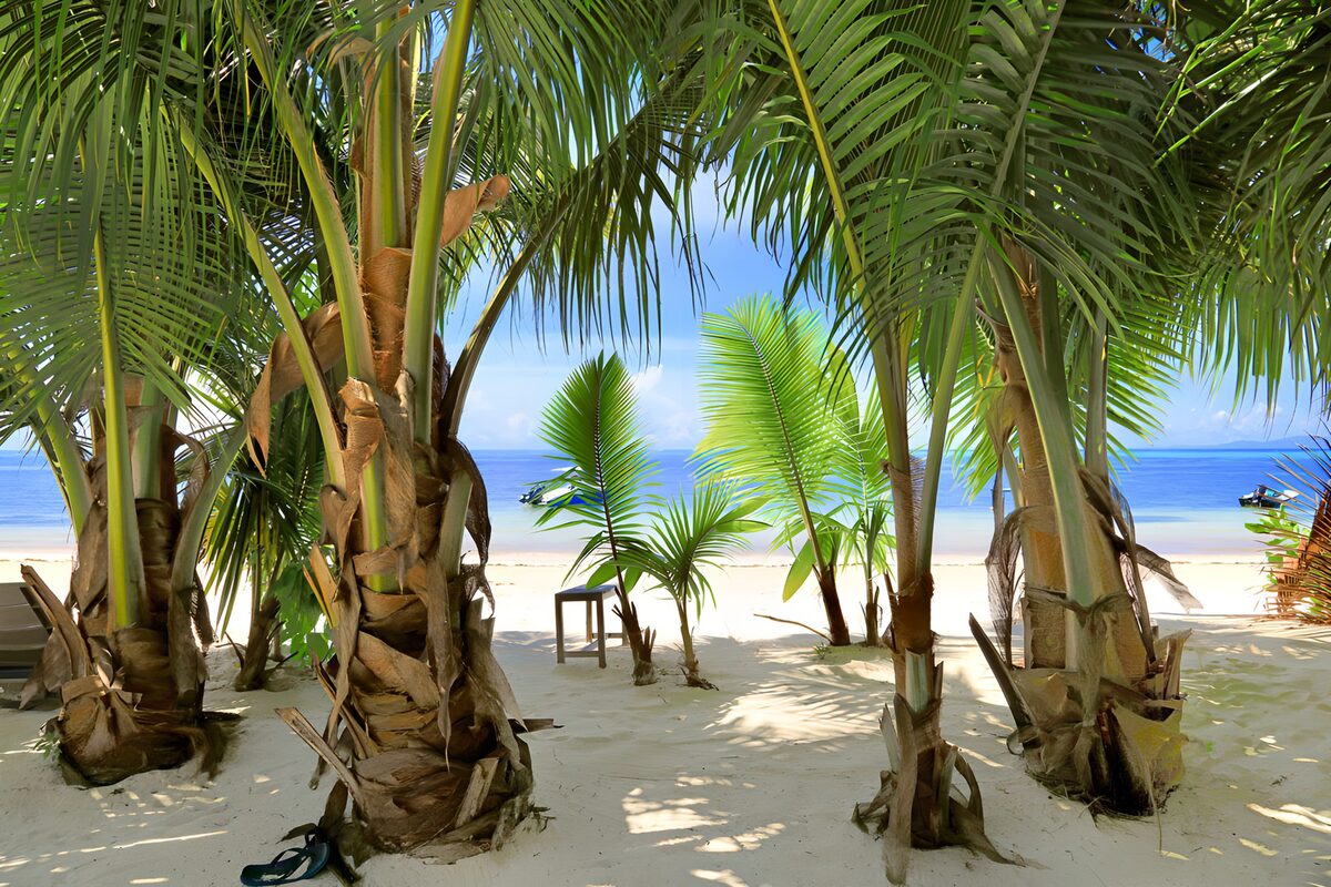 TP36161: Tropisch paradijs tussen palmbomen