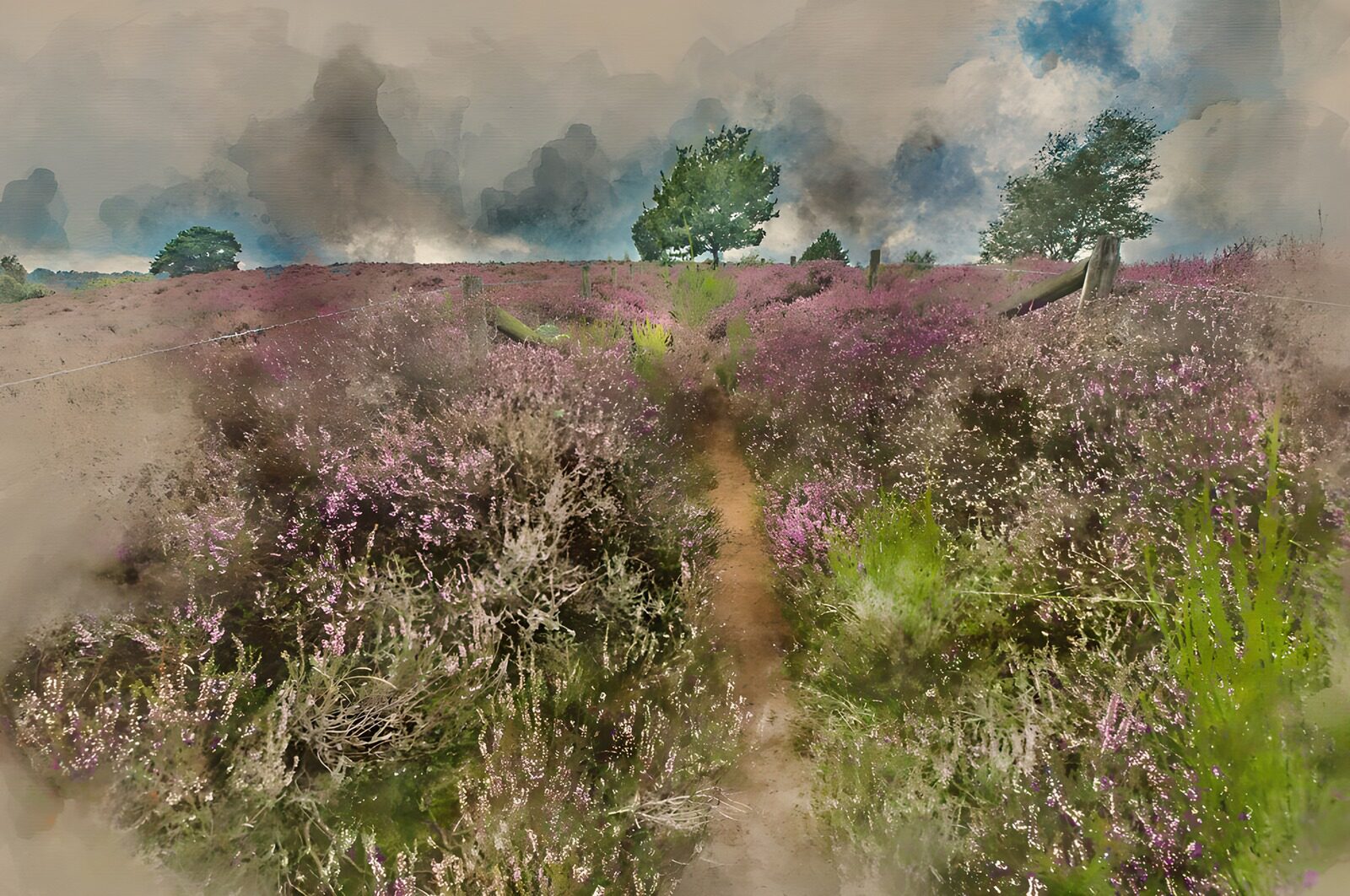 TP91628: Paden door paarse heidevelden