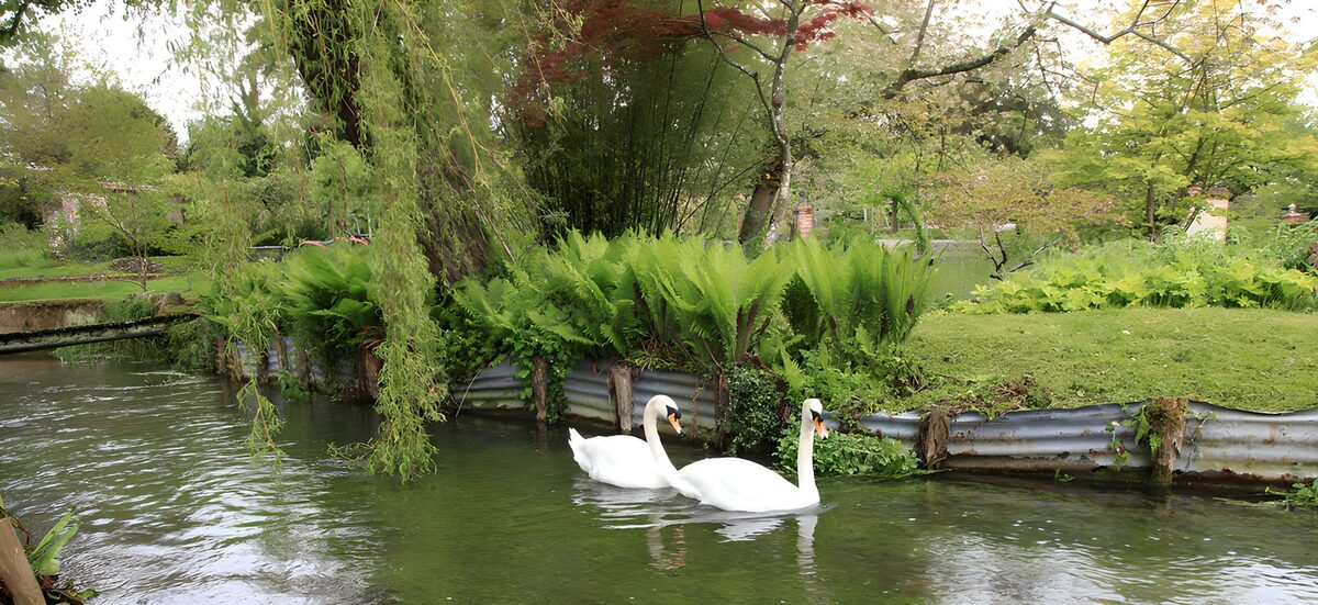 TP50205: Elegante zwanen in groene natuur
