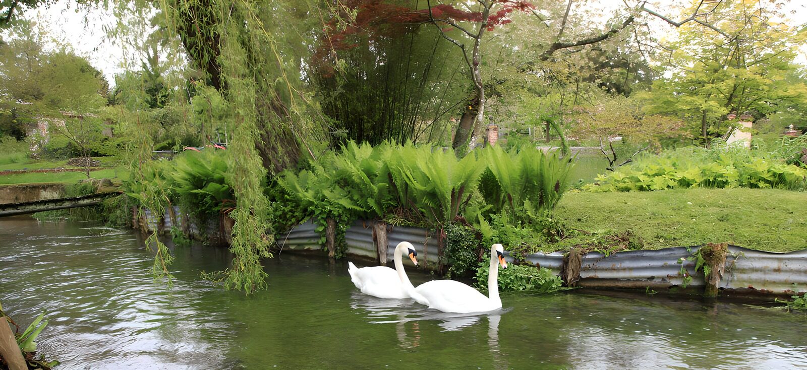 TP50205: Elegante zwanen in groene natuur