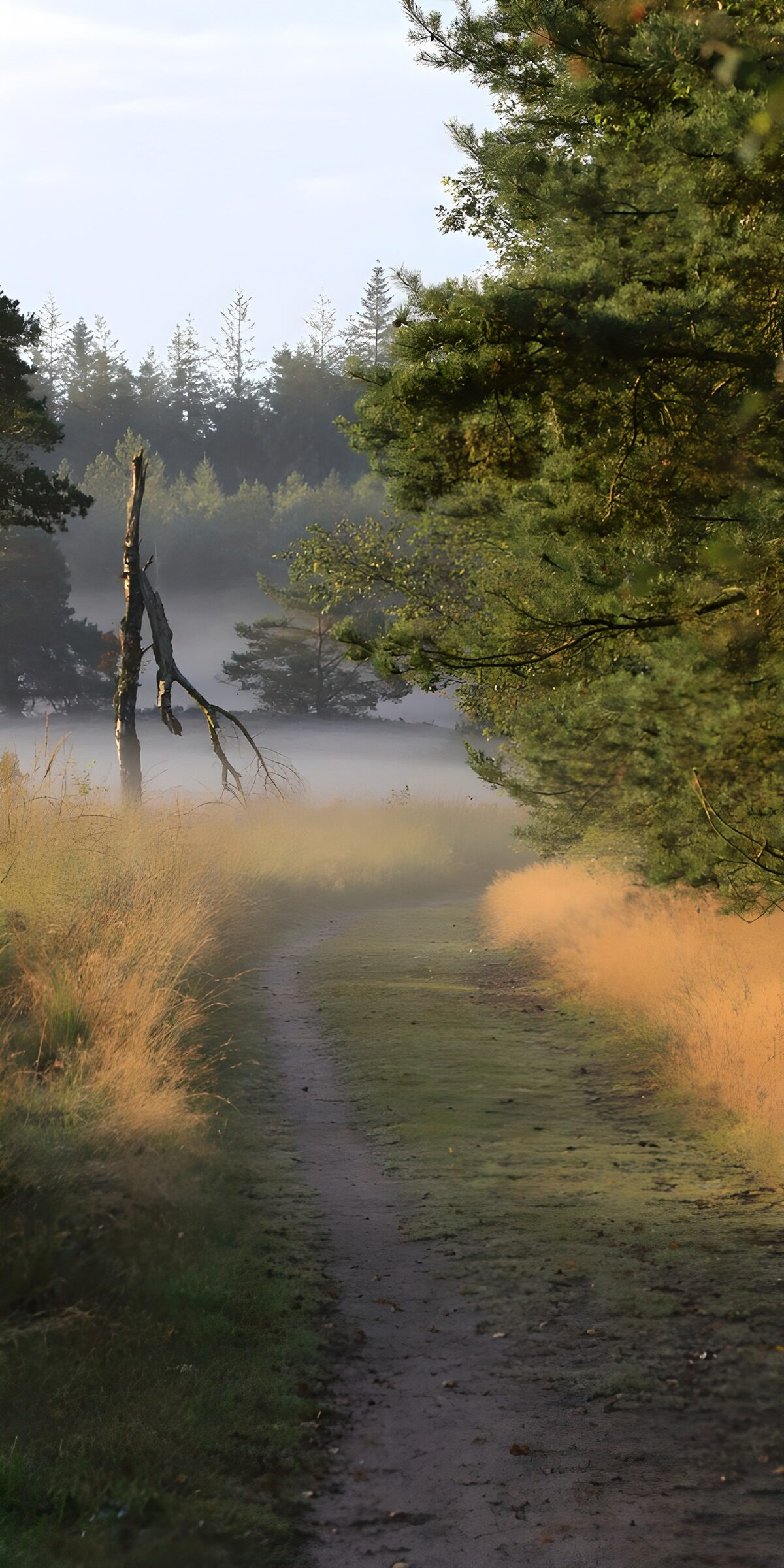 Mistig pad door het bos