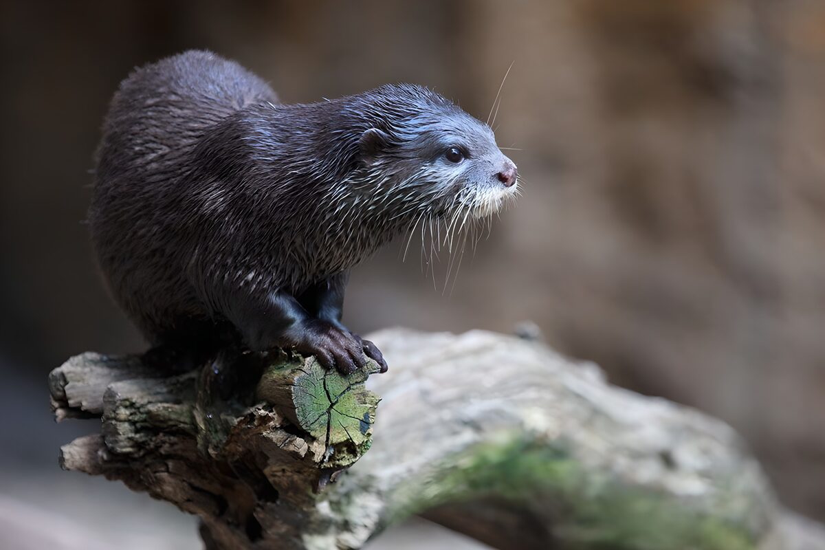 TP68262: Schattige bever op een boomstronk
