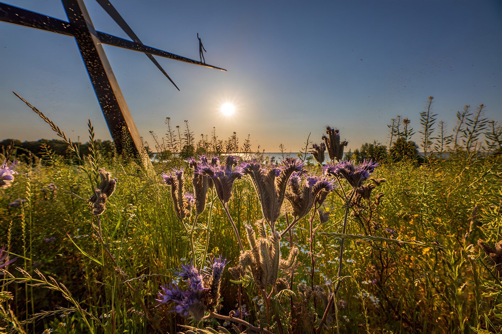 TP51612: Zonsopgang boven veldbloemen