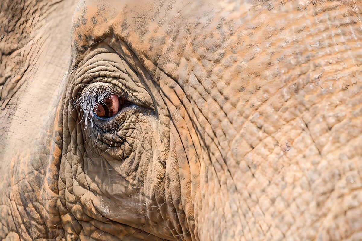 Het oog van een olifant