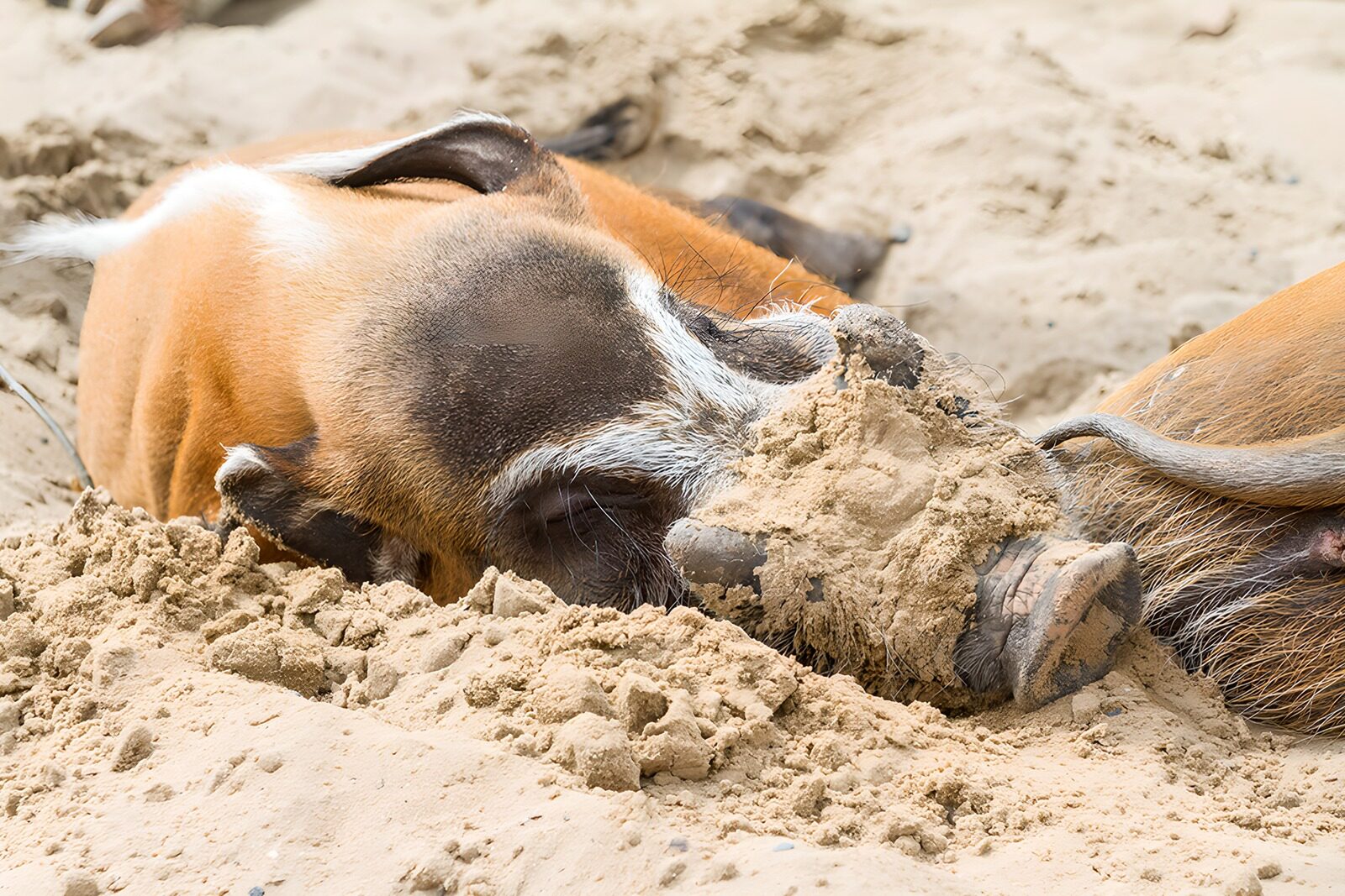TP32172: Varkens die lekker in het zand rollen