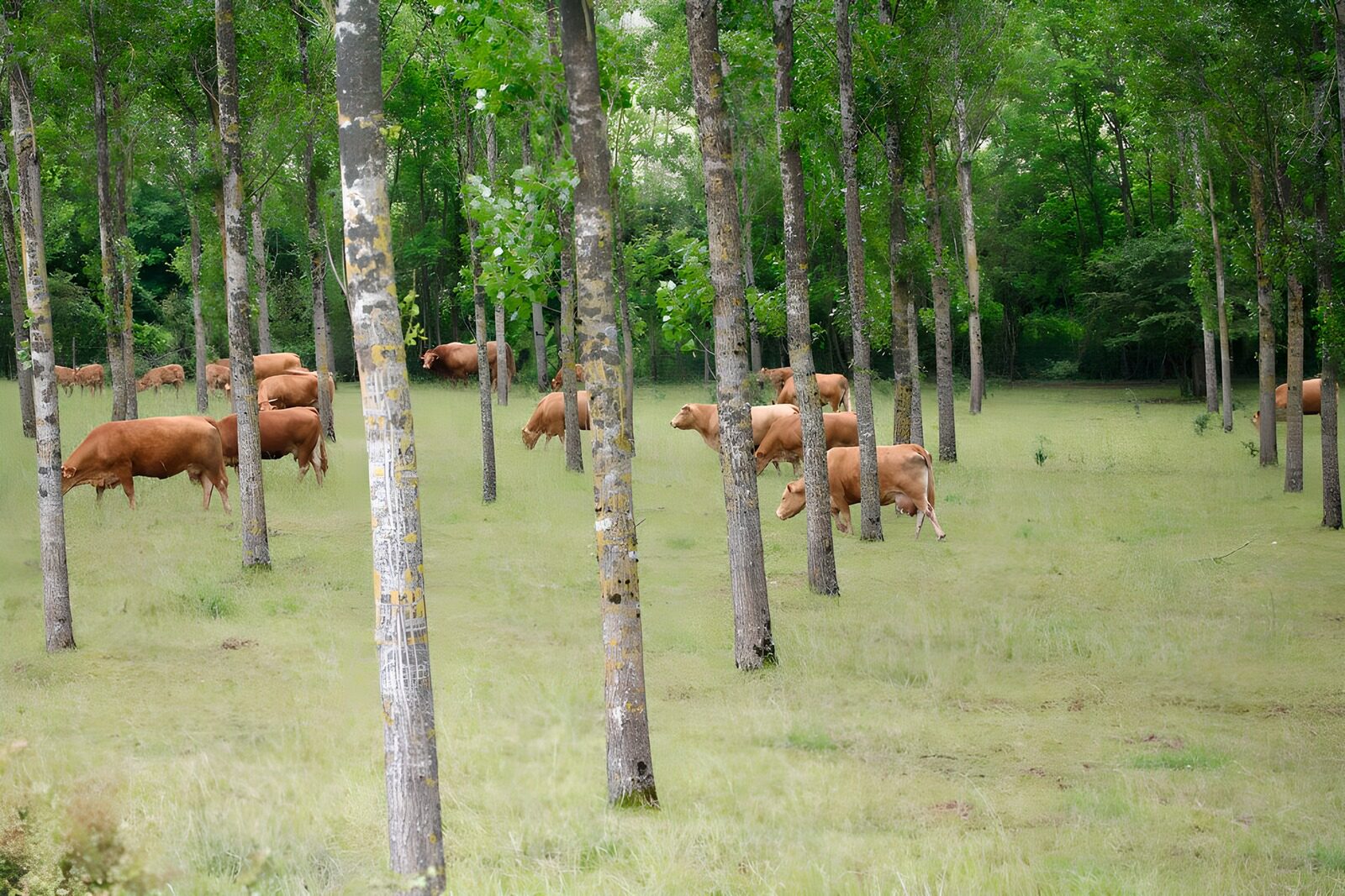 TP63947: Wilde koeien in het bos tussen de bomen versie 2
