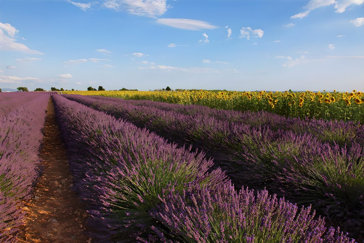 Prachtige velden van lavendel en zonnebloemen