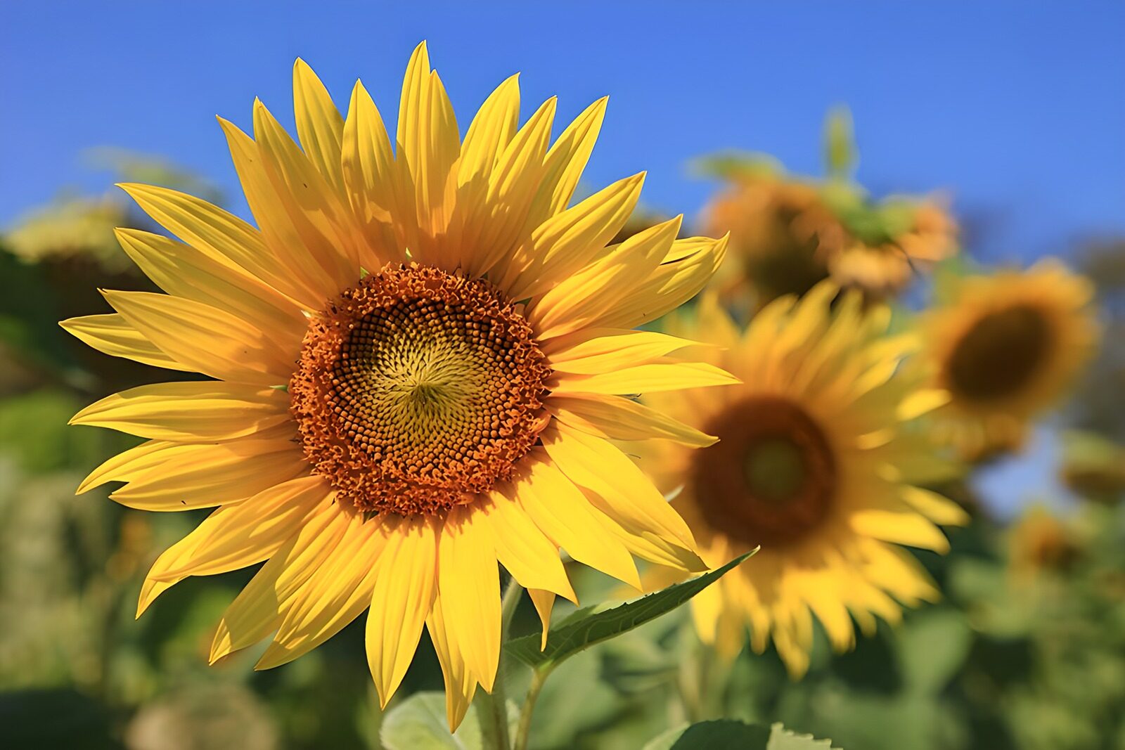 TP30891: Stralende Zonnebloem in de Zomerzon