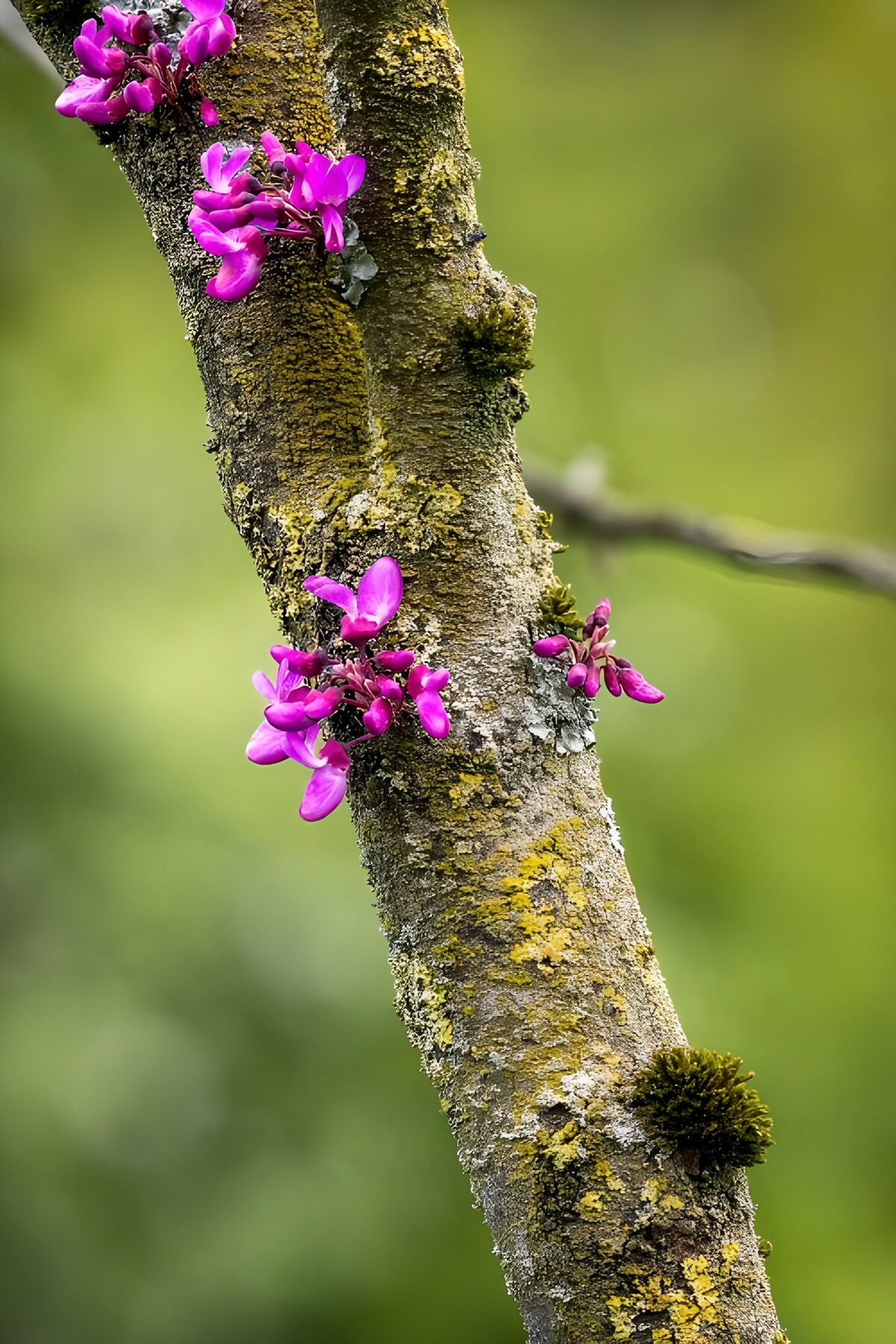 TP44584: Prachtige paarse bloesems op tak