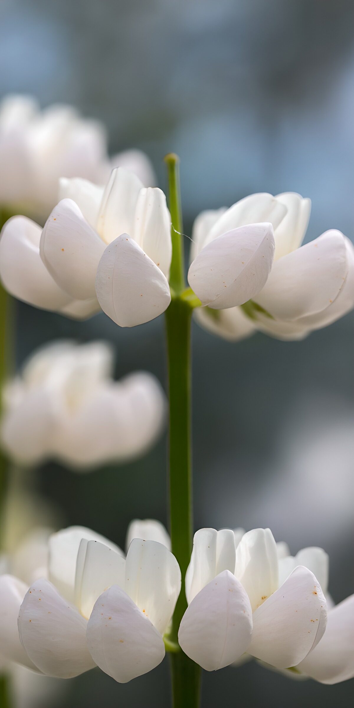 TP78407: Elegante Witte Bloemen in de Natuur
