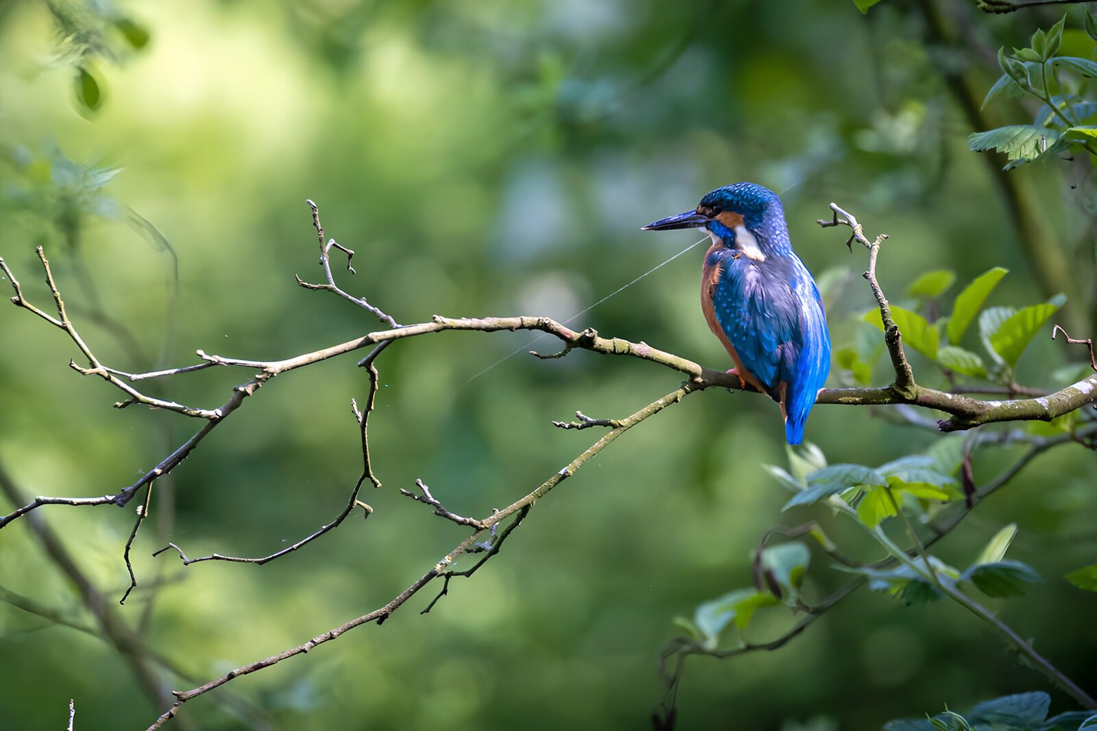 TP42051: IJsvogel op een tak