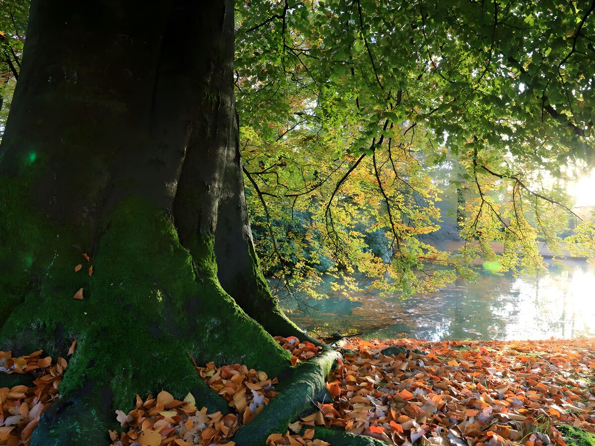 Herfst in park 1
