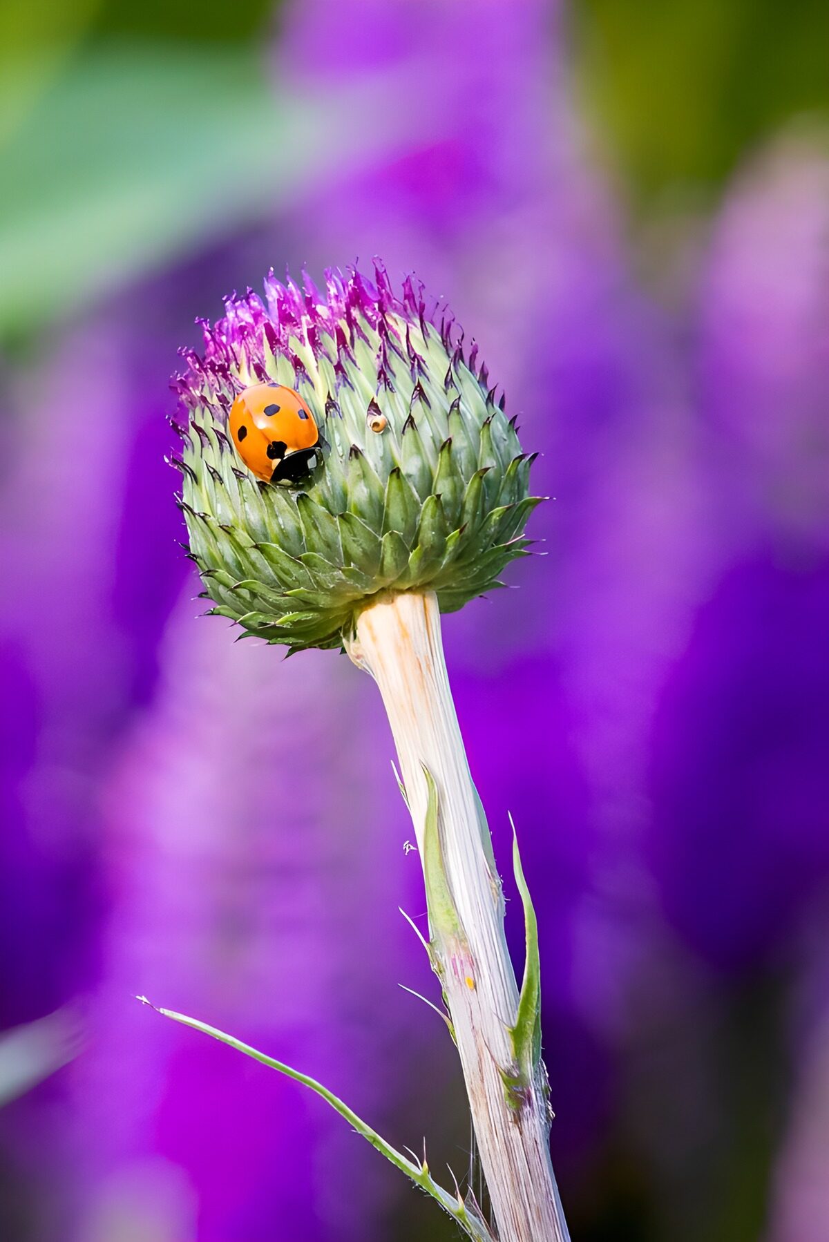 TP37602: Lieveheersbeestje op distelknop