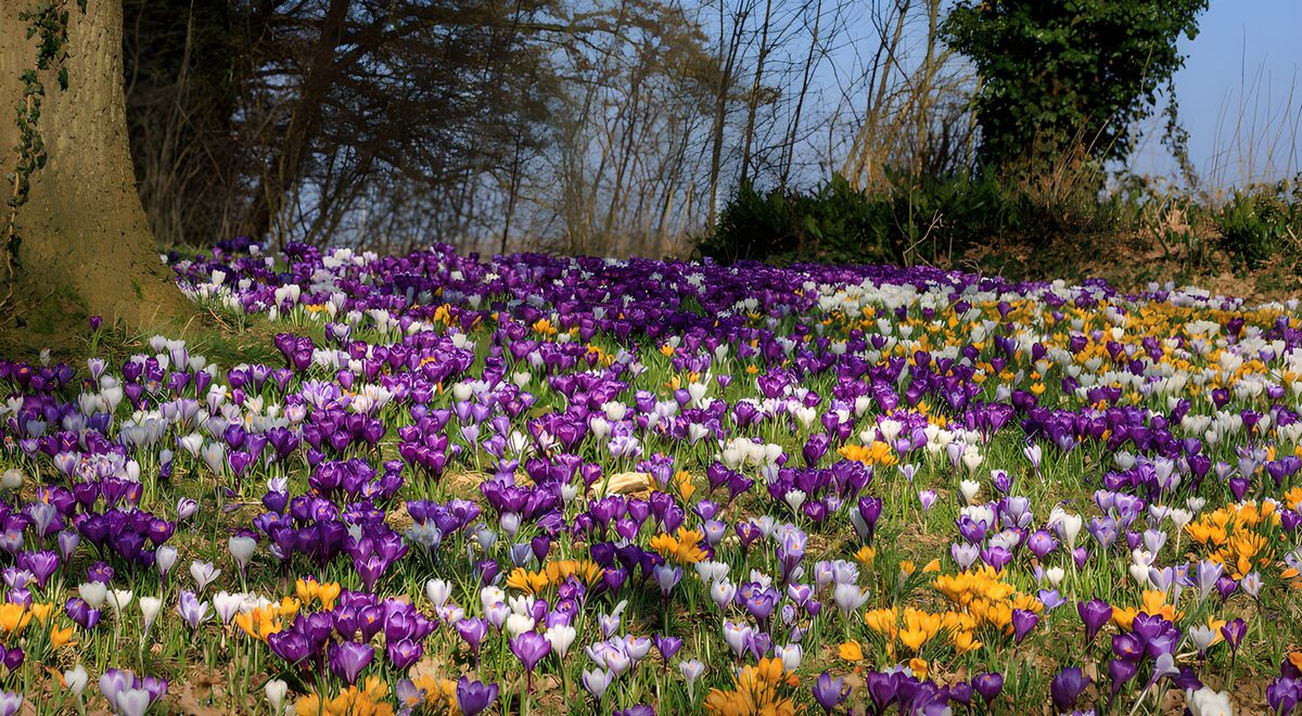 Kleurrijke krokussen in het voorjaar