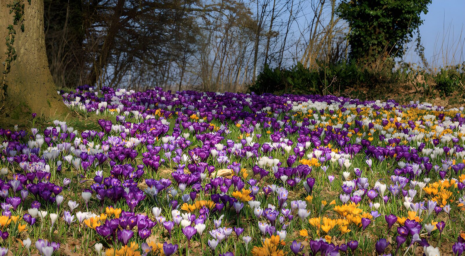 TP35711: Kleurrijke krokussen in het voorjaar