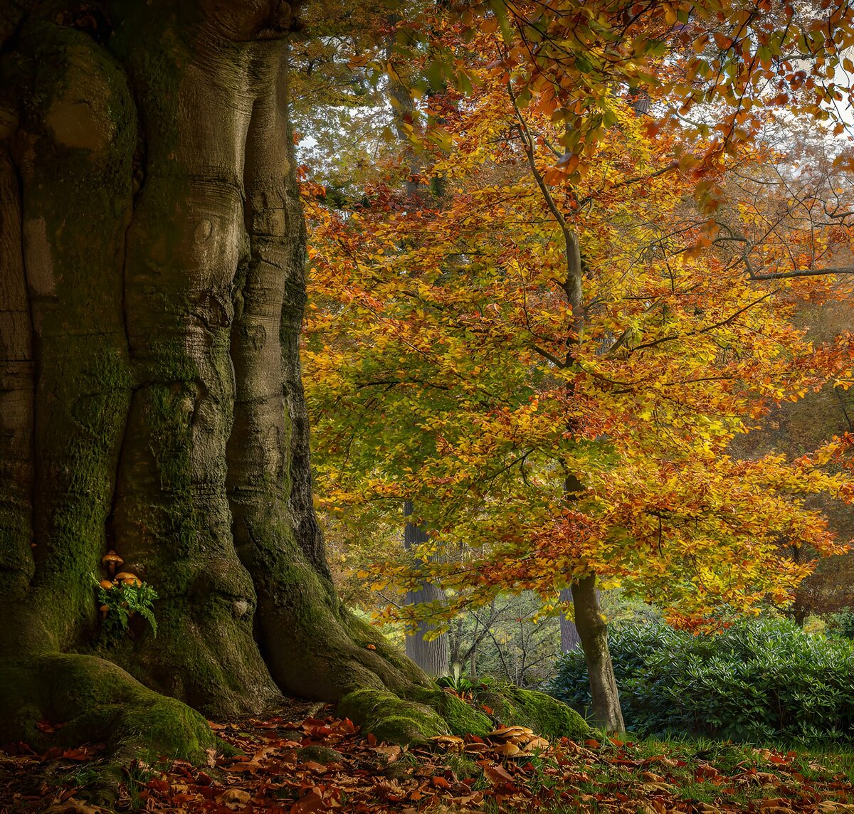 TP79792: Herfstpracht bij een oude boom