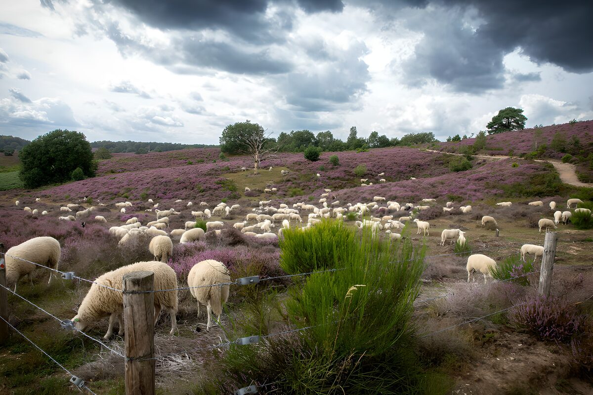 TP68078: Schapen in paarse heide