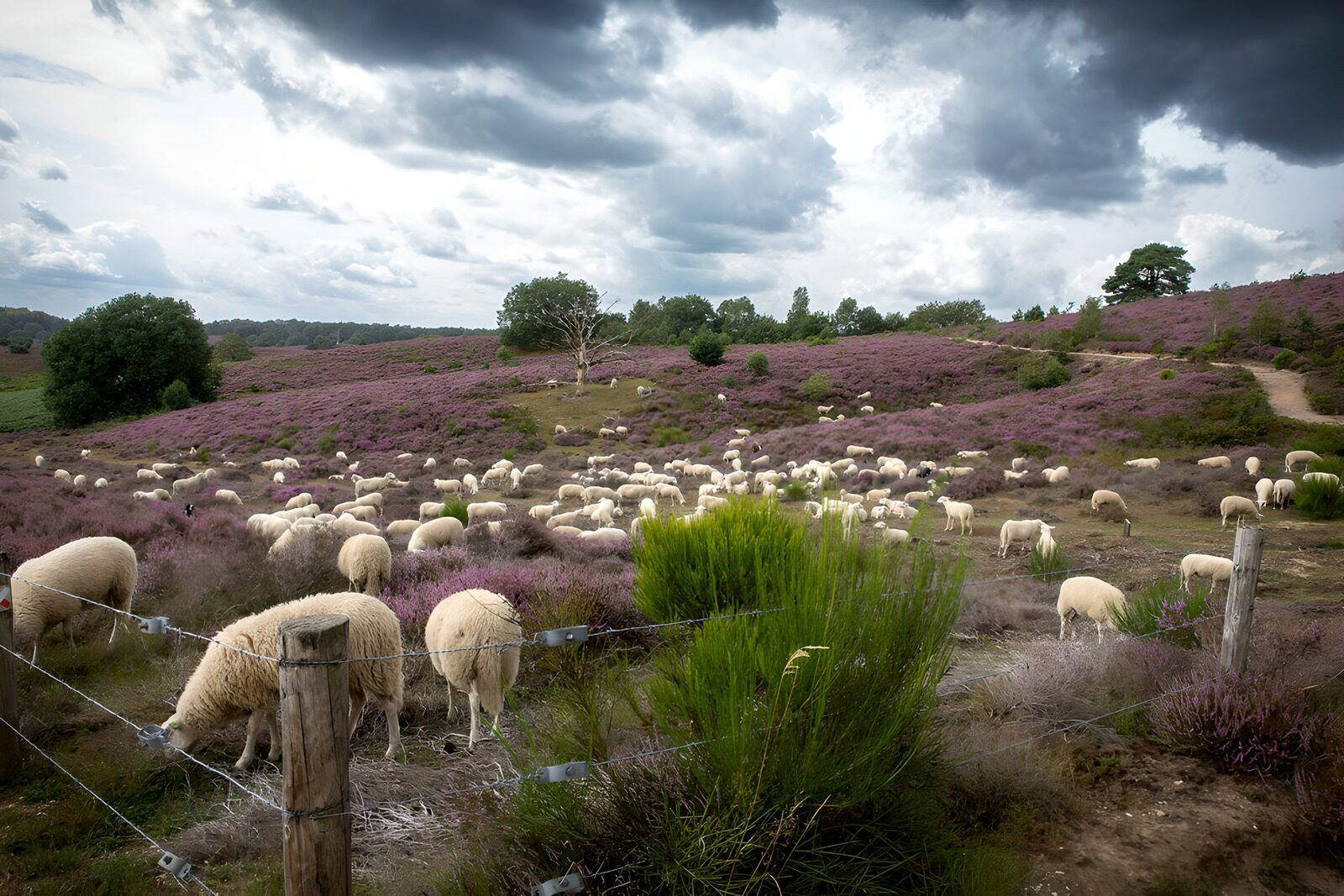 TP68078: Schapen in paarse heide