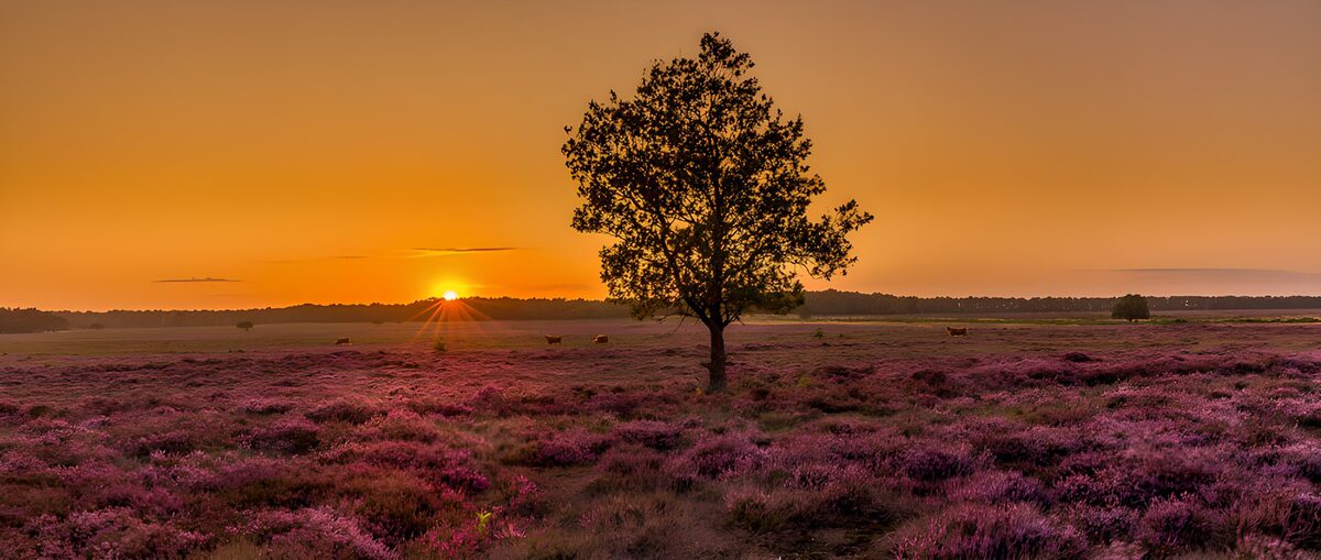 Prachtige zonsondergang boven heideveld