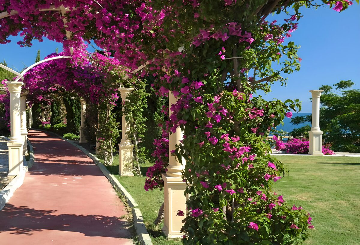Prachtige paarse bloemenpaden