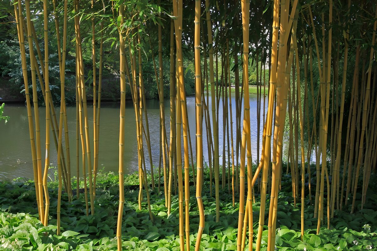 Dunne bamboepalen in botanische tuin met doorkijk op vijver